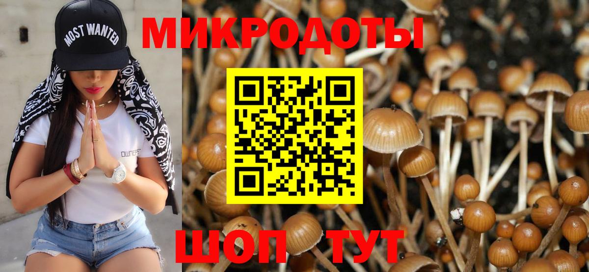 Псилоцибиновые грибы Psilocybe  Вход с VPN  Славгород  Галлюциногенные грибы Psilocybe 